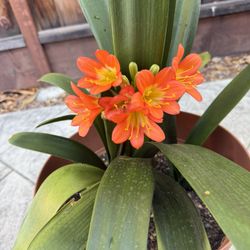 Flowering Bush Lily In 10 Gallon Pot 君子兰开花中