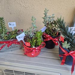 Valentine succulent arrangements and stand alone succulents at lower than retail prices 
