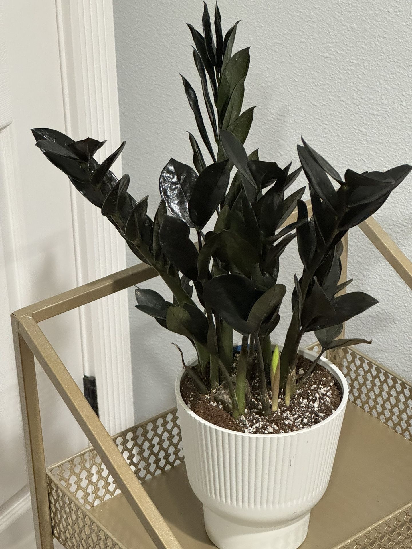 Black Raven ZZ Indoor Plant