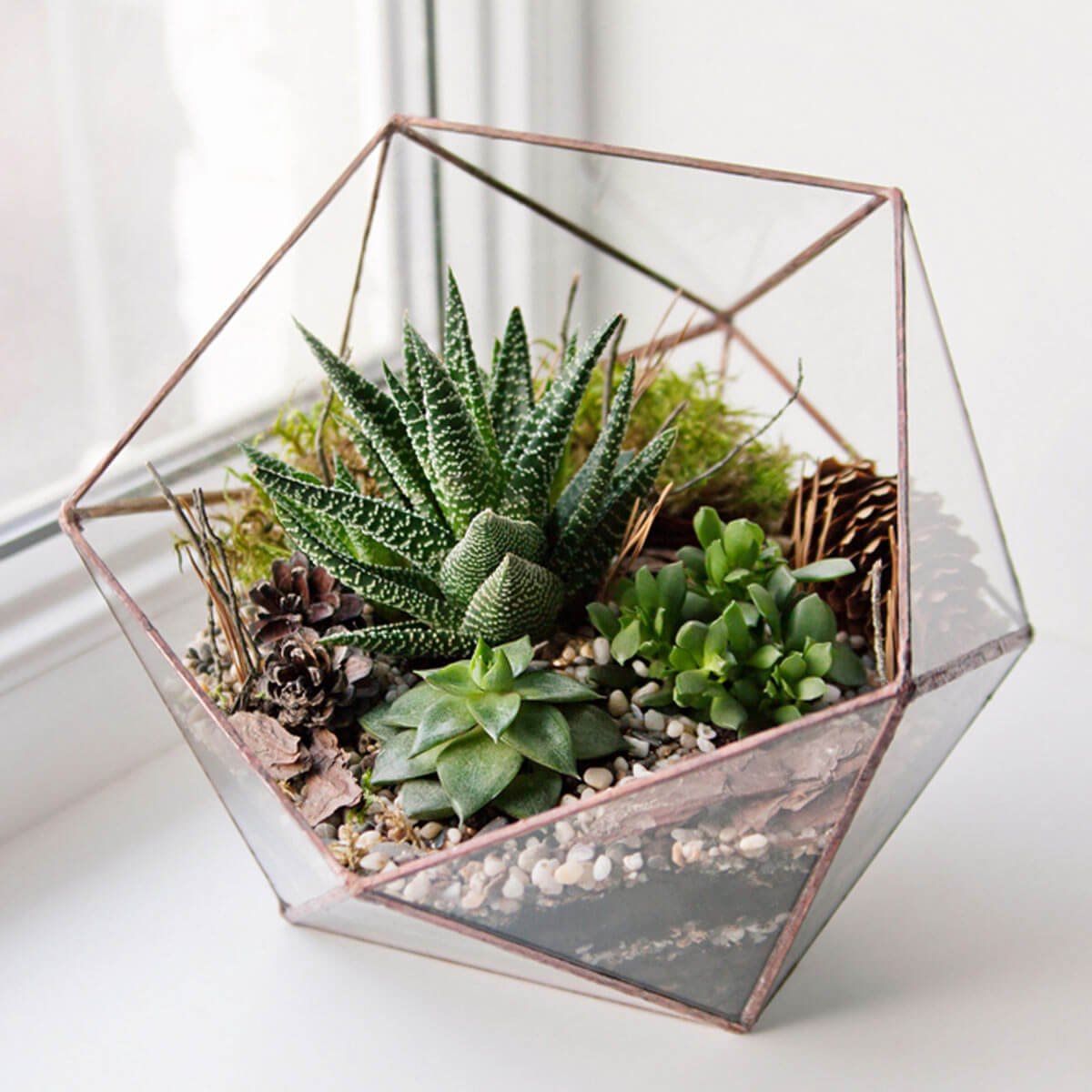 Terrarium Garden Air Plants