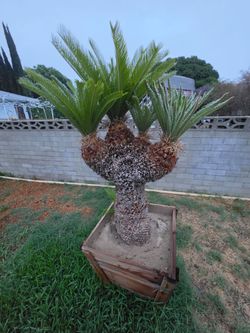 Adult Sago palm trees 🌴