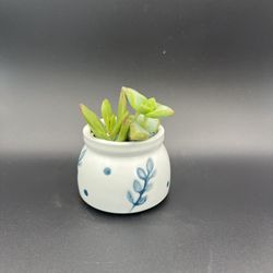 Cute Succulent Arrangements 