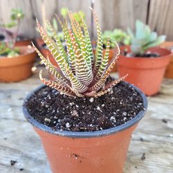 Haworthia Zebra Plant.