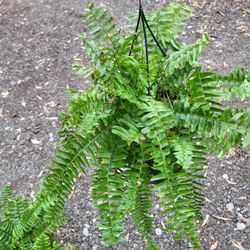 Fern Plants  8" Pot $4 Each