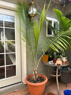 Majestic Palm Tree