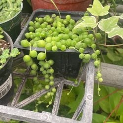 String Of Pears Plant