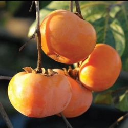Fuyu  &  Hachiya   Persimmon   Trees