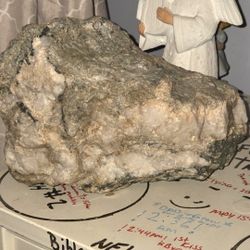 Baby T Rex Skoll Dinosaur 