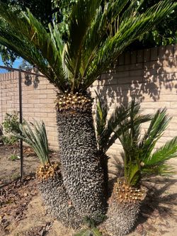 Sago Palm
