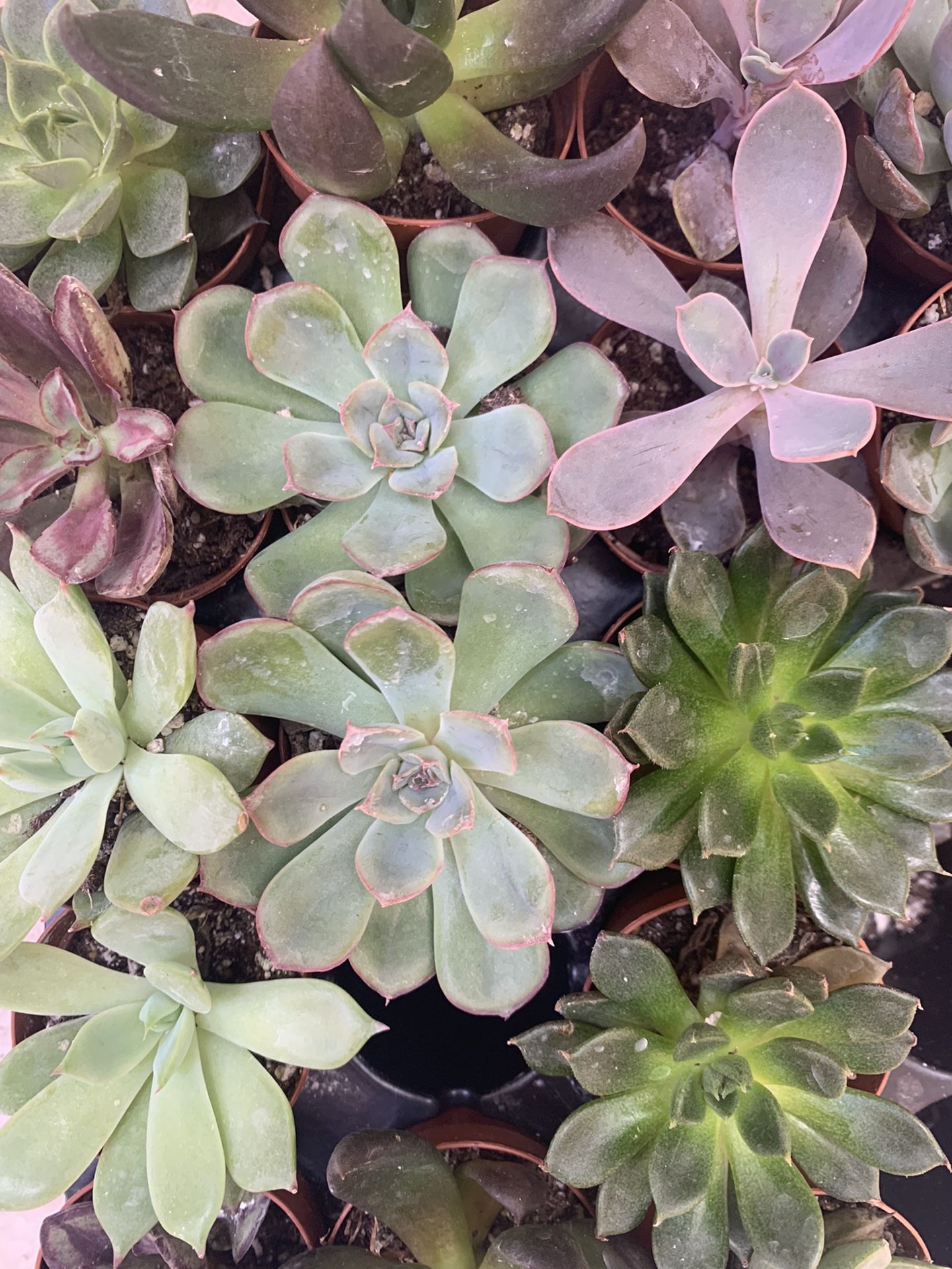Echeveria Succulents! 2”