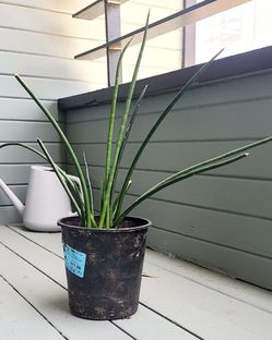 Cylindrical snake plant