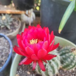 cactus