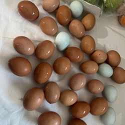 Fresh Eggs