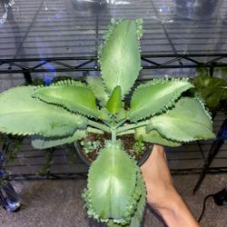 Mother Of Thousands 4”