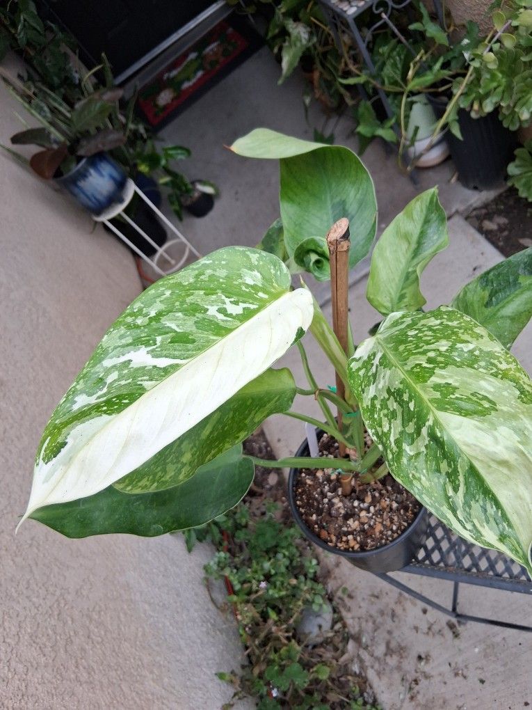 Variegated Philodendron JOSE BOUNO Plant $49