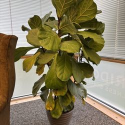 **PENDING** Fiddle-leaf Fig