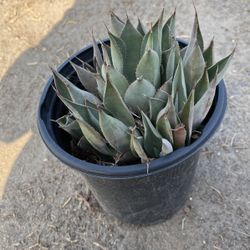 Huachuca Agave