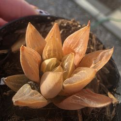 Clippings 