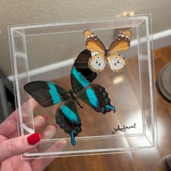 Stunning Preserved Butterflies In Acrylic Case