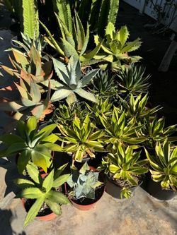 Agave plants
