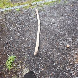 I found this in the woods.Also it's a walking stick