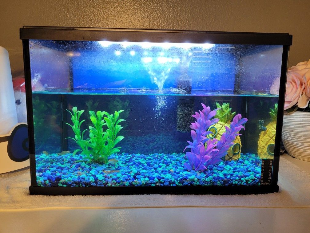 Fish Tank