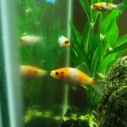 Comet Shubunkin Goldfish Cross Bread for Sale in Rialto CA
