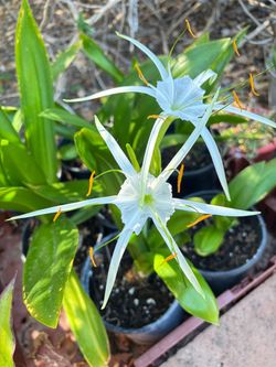 Flor blanca