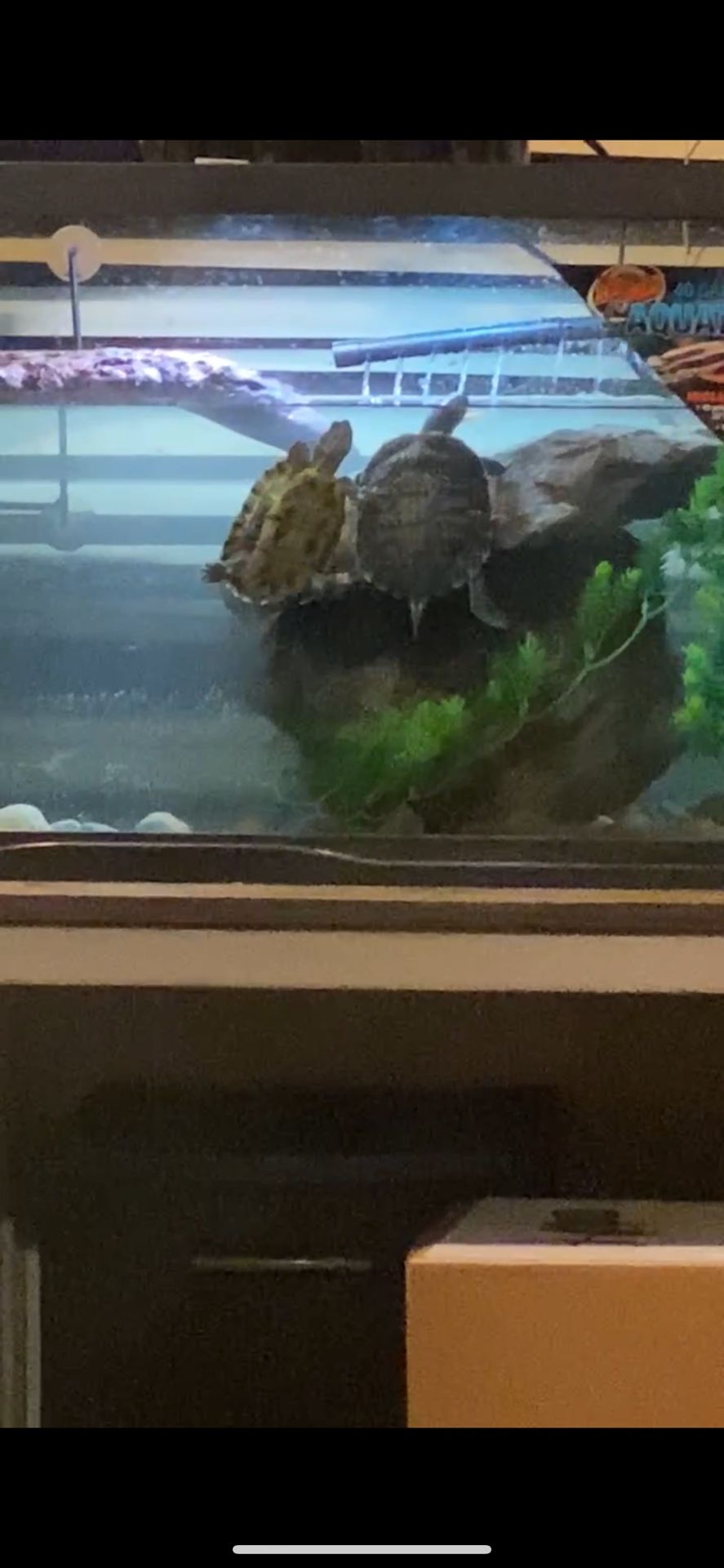 40 Gallon Turtle Tank And Equipment