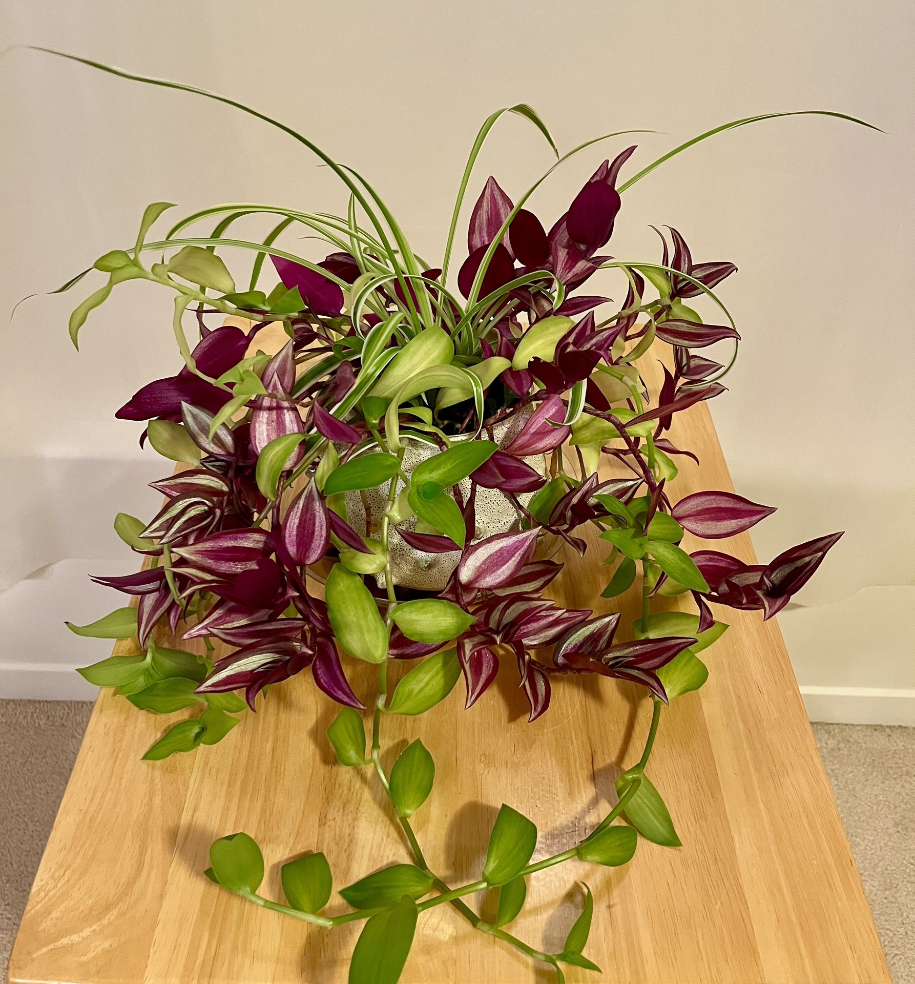 Elegant Trio. Sammamish, Beaver Lake 