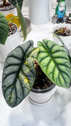 alocasia silver dragon aurea