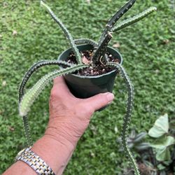 Cactus Medusas Hair