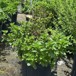 3-Gallon Mint Plant – Fresh & Fragrant for Just $12!