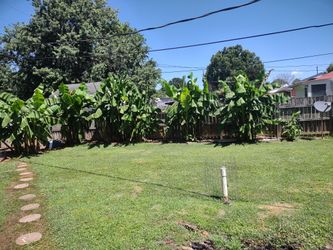 bananas Plant