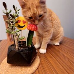 Plant SUCULENT CACTUS 