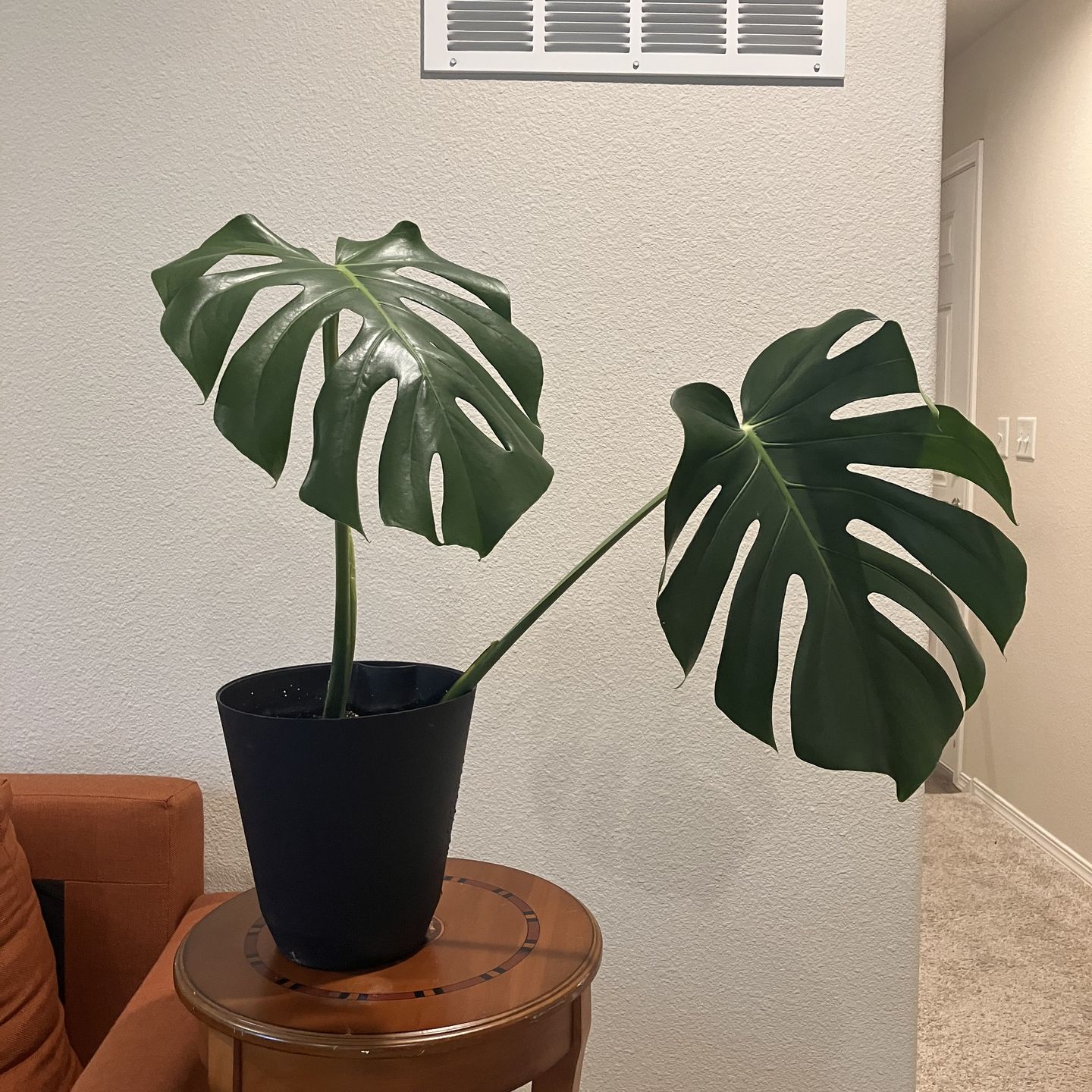 Monstera