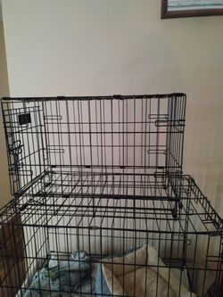 Small Dog Creat