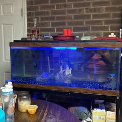 Fish Tank