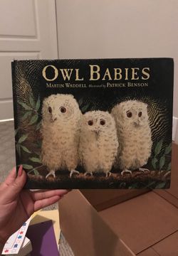 Owl Babies