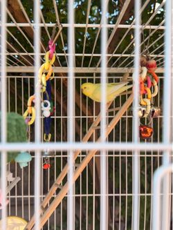 Bird cage with a bird