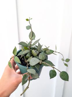 Hoya Krohniana Eskimo/Silver Splash Plant 4" Pot - Indoor House Plants