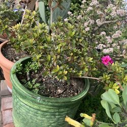 Big Ceramic Pot Incluye Plant .