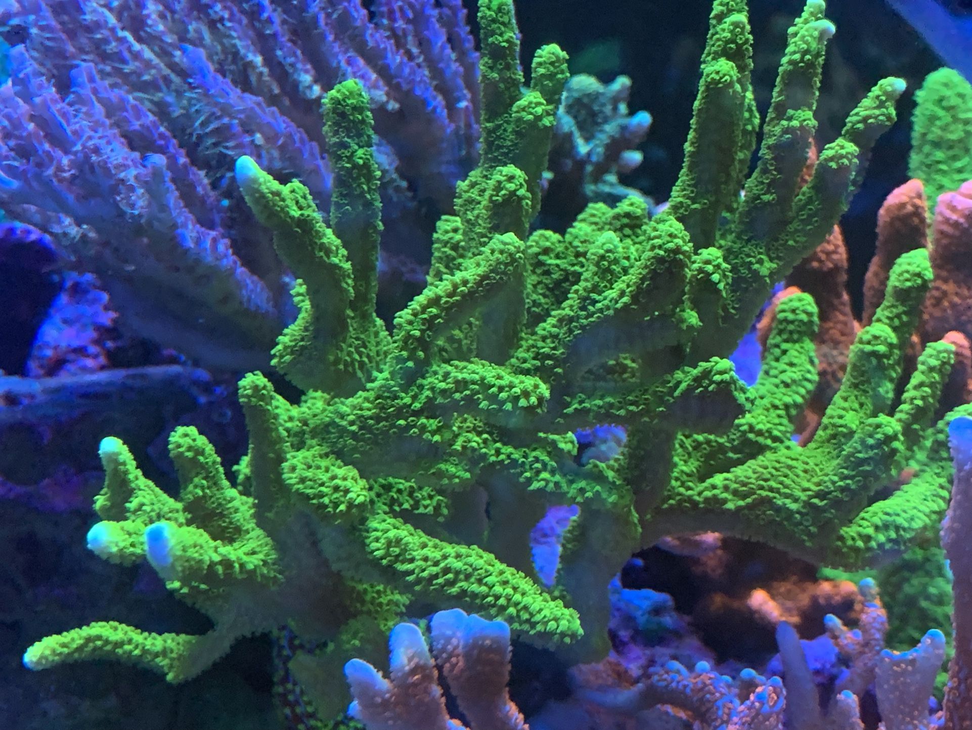Green Digi