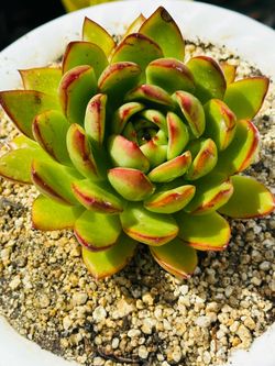Korean Echeveria Agavoides Succulent Plant