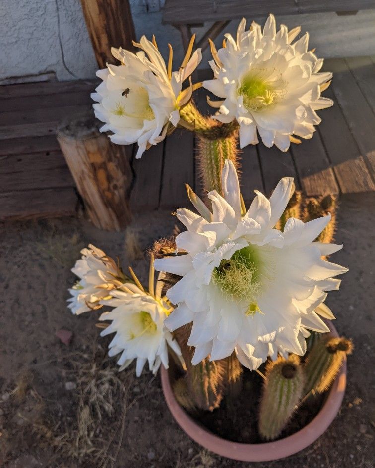 Pipe Organ Cacti 