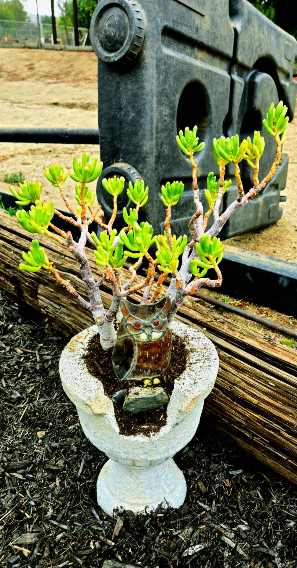 Succulent bonsai with stained glass owl in very heavy stone pot