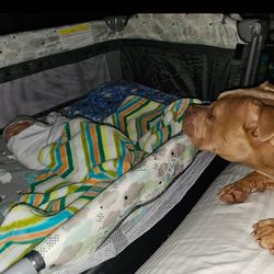 Bedside Bassinet/ Pack n play