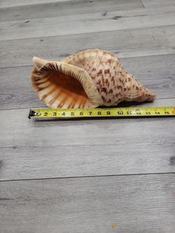 Conch sea shell