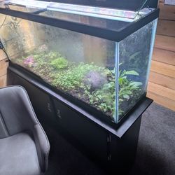 Terrarium 55g With Stand