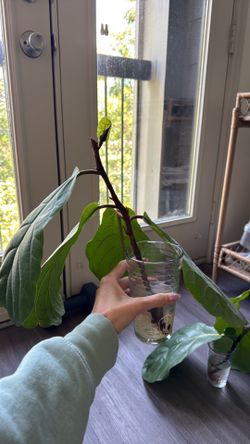 Fiddle leaf fig cuttings